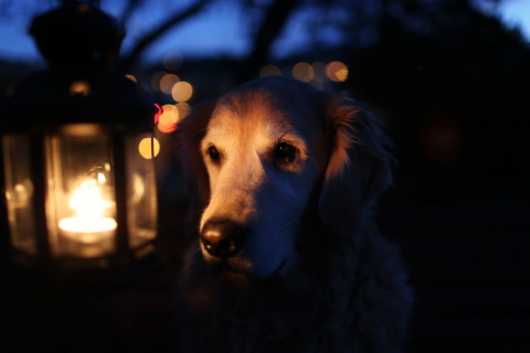 Das Ginger Dog In Candle Light Wallpaper 480x320