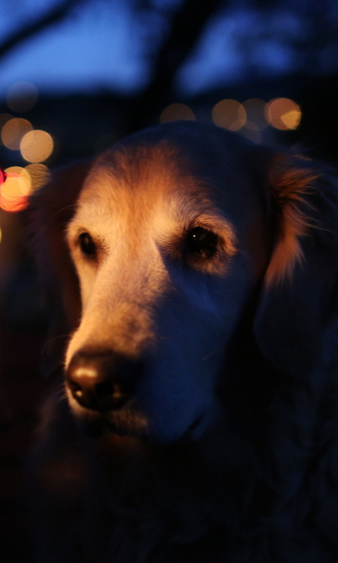 Das Ginger Dog In Candle Light Wallpaper 480x800