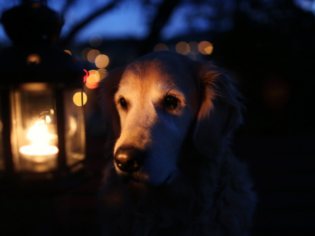 Ginger Dog In Candle Light wallpaper 640x480