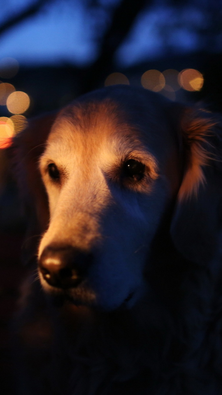 Das Ginger Dog In Candle Light Wallpaper 750x1334