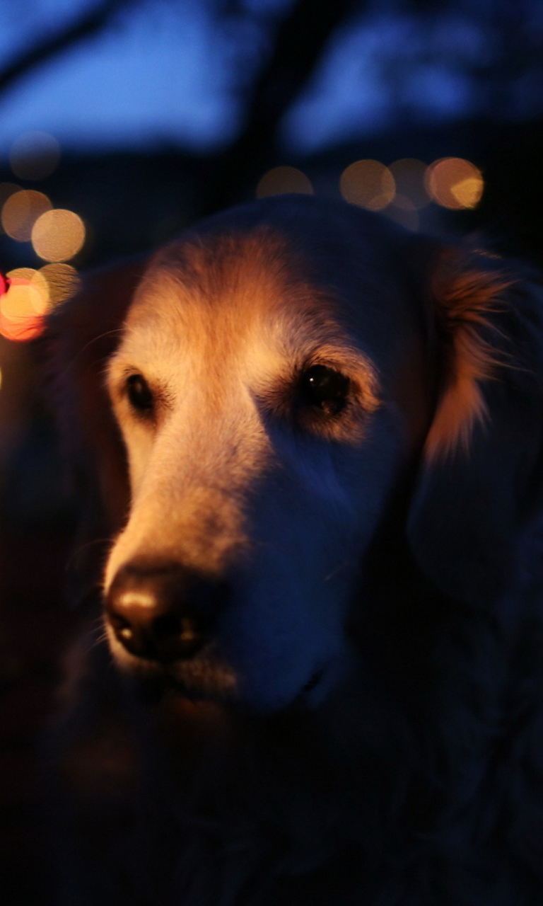 Обои Ginger Dog In Candle Light 768x1280