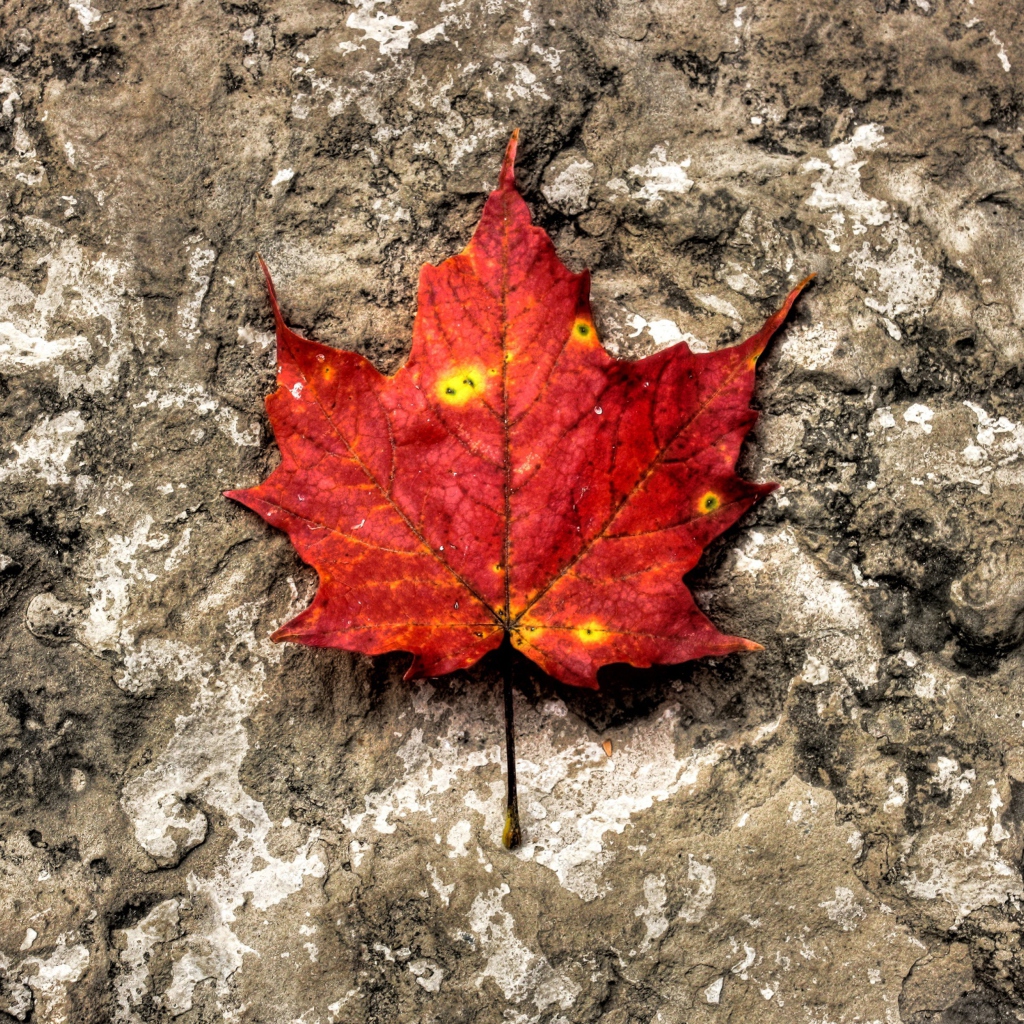 Red Maple Leaf wallpaper 1024x1024