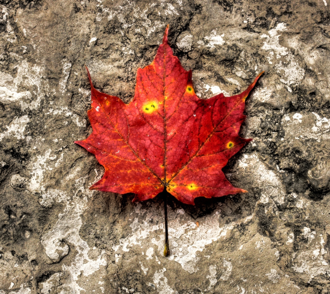 Red Maple Leaf wallpaper 1080x960