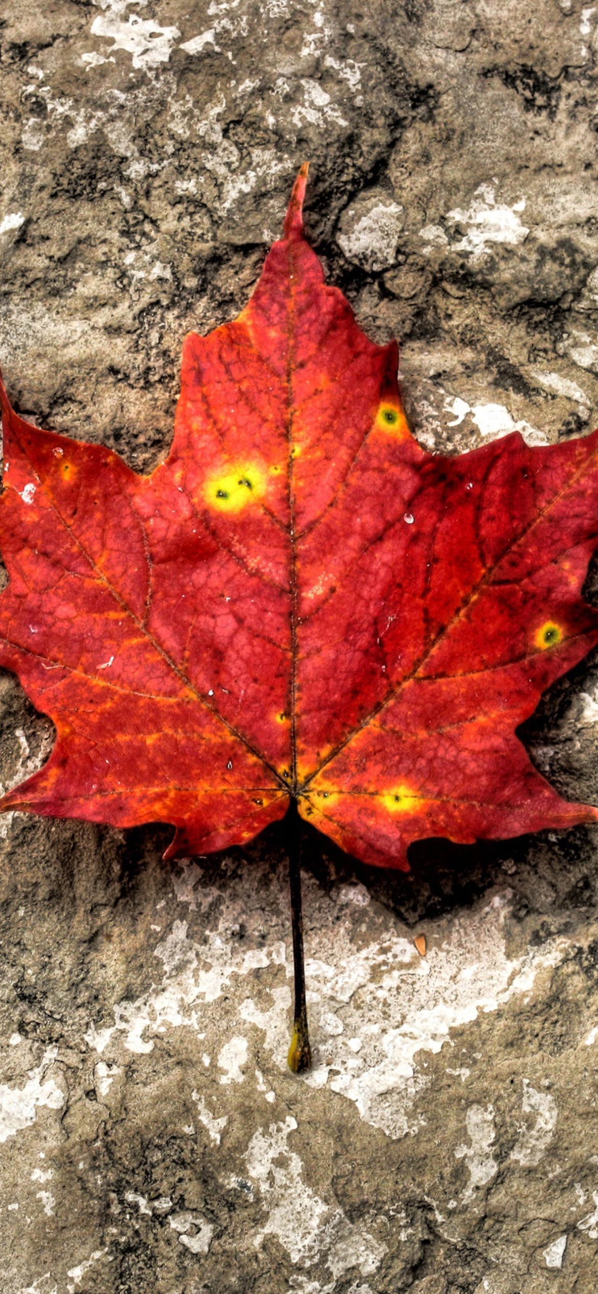 Das Red Maple Leaf Wallpaper 1170x2532