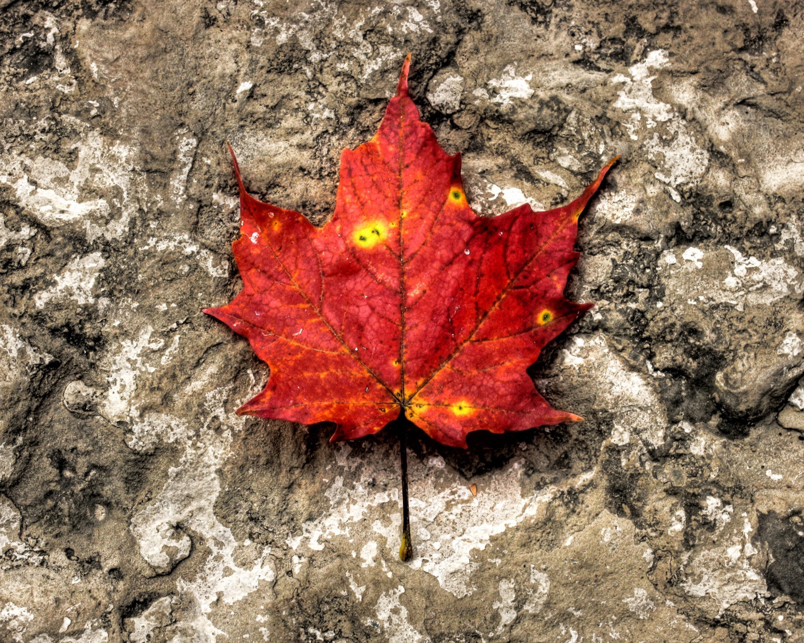 Das Red Maple Leaf Wallpaper 1600x1280