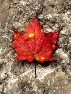 Das Red Maple Leaf Wallpaper 240x320