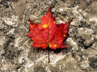 Red Maple Leaf wallpaper 320x240