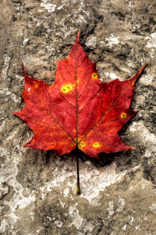 Das Red Maple Leaf Wallpaper 320x480