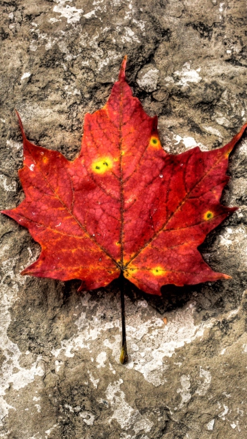 Fondo de pantalla Red Maple Leaf 360x640