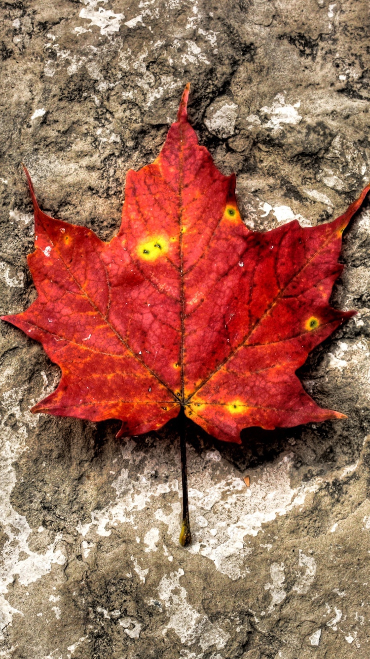 Red Maple Leaf wallpaper 750x1334