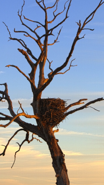 Das Eagle Nest Wallpaper 360x640