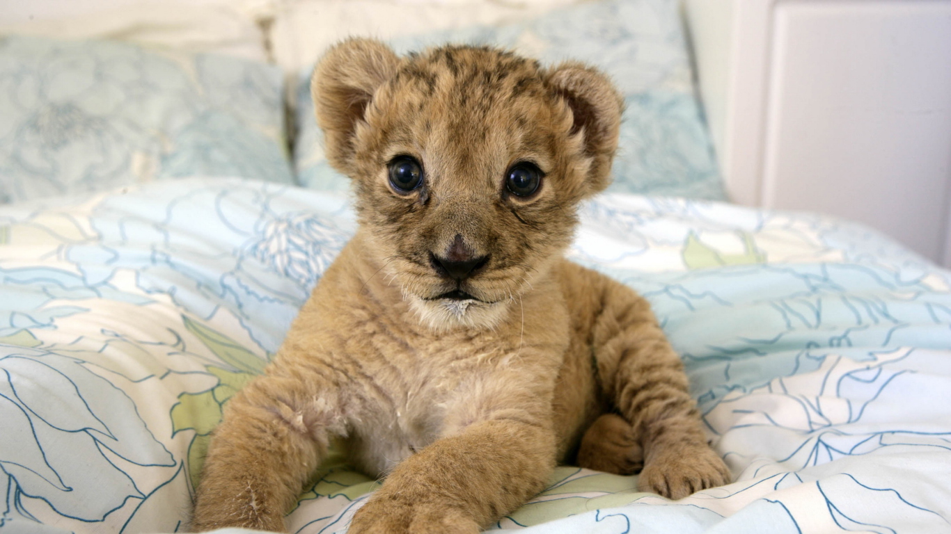 Fondo de pantalla Lion Cub 1366x768