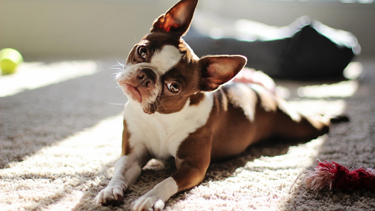 Red Boston Terrier wallpaper 1280x720