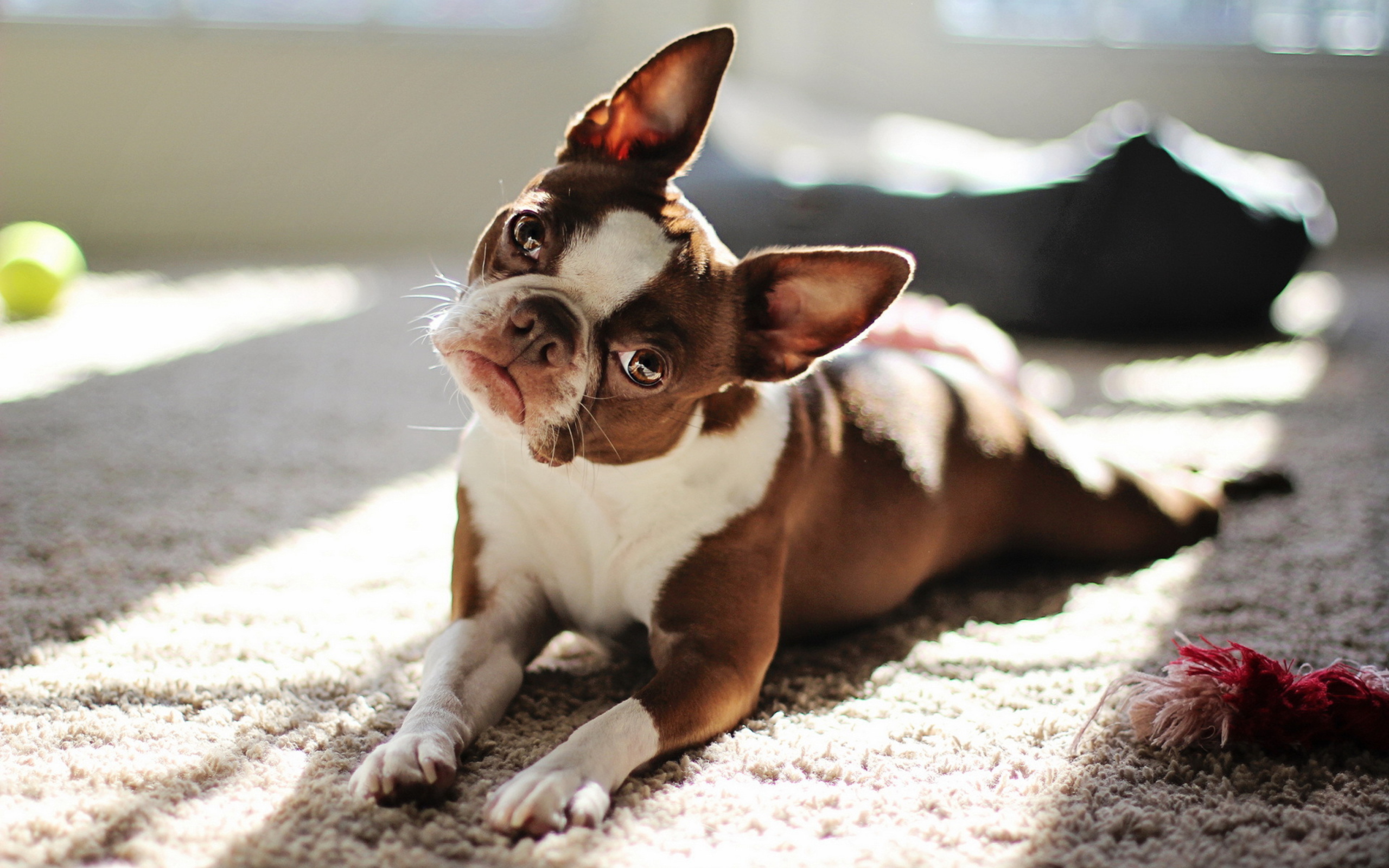 Red Boston Terrier wallpaper 2560x1600