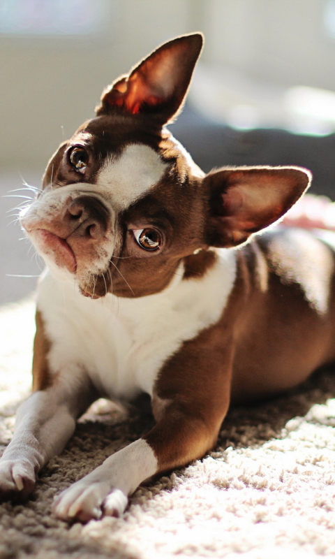 Red Boston Terrier wallpaper 480x800