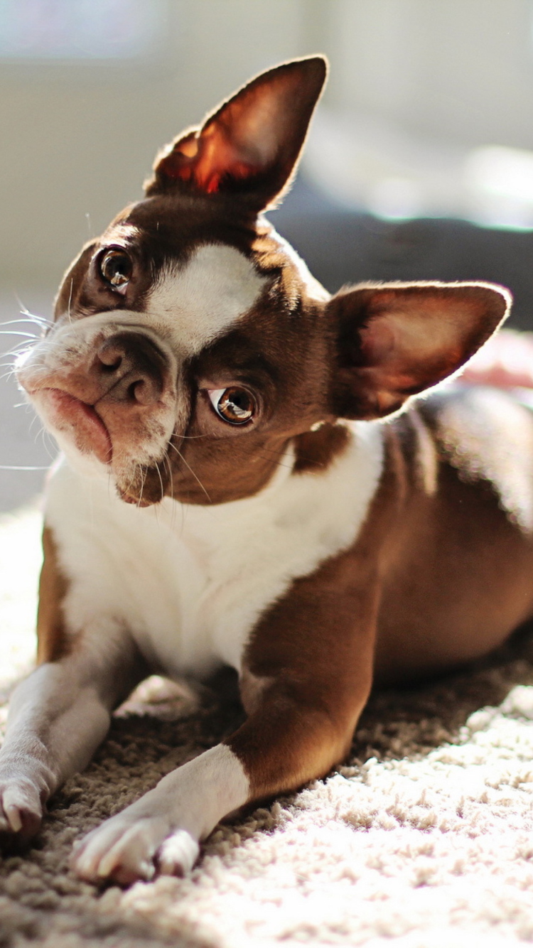 Das Red Boston Terrier Wallpaper 750x1334