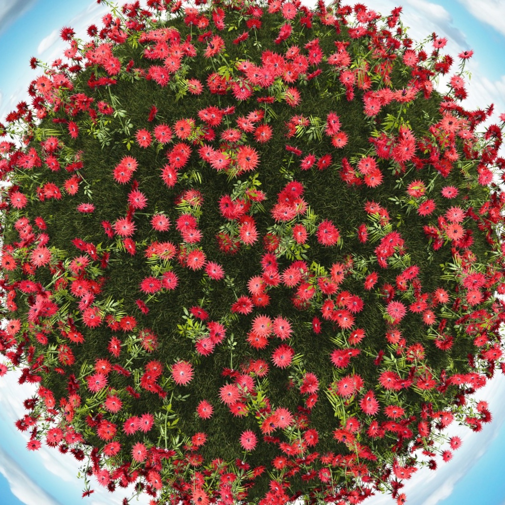 Red Flowers wallpaper 1024x1024
