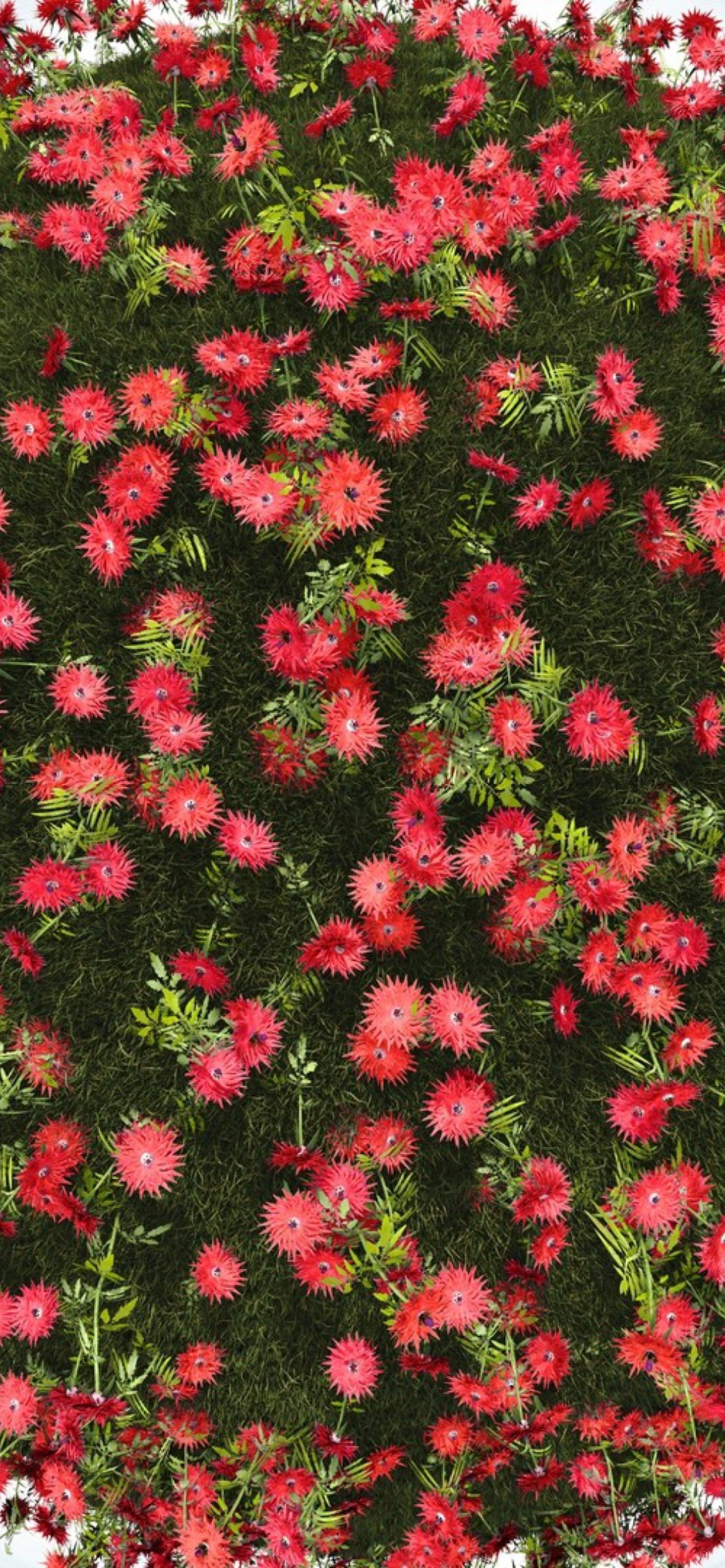 Red Flowers wallpaper 1170x2532