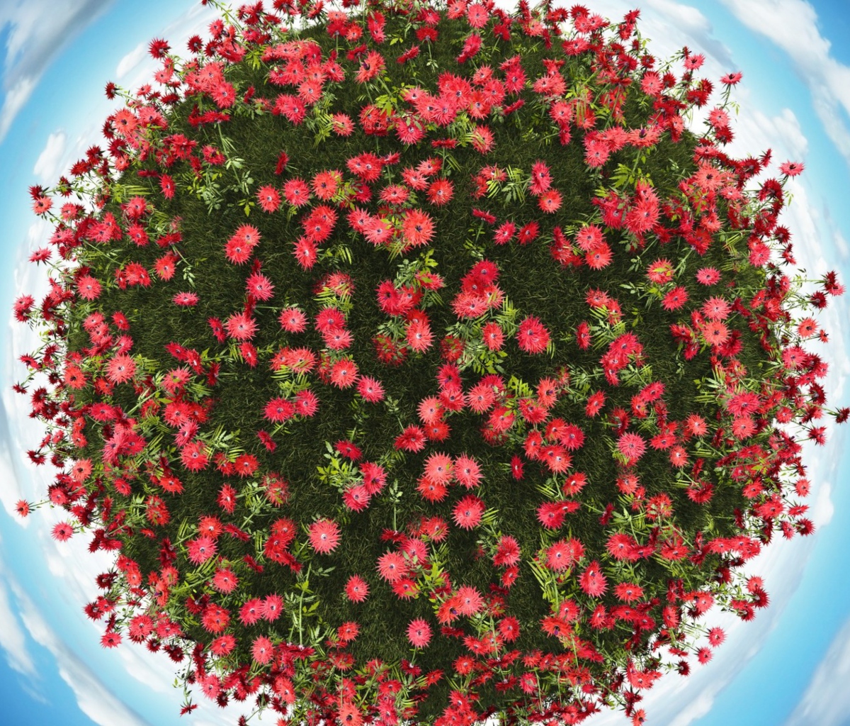 Das Red Flowers Wallpaper 1200x1024