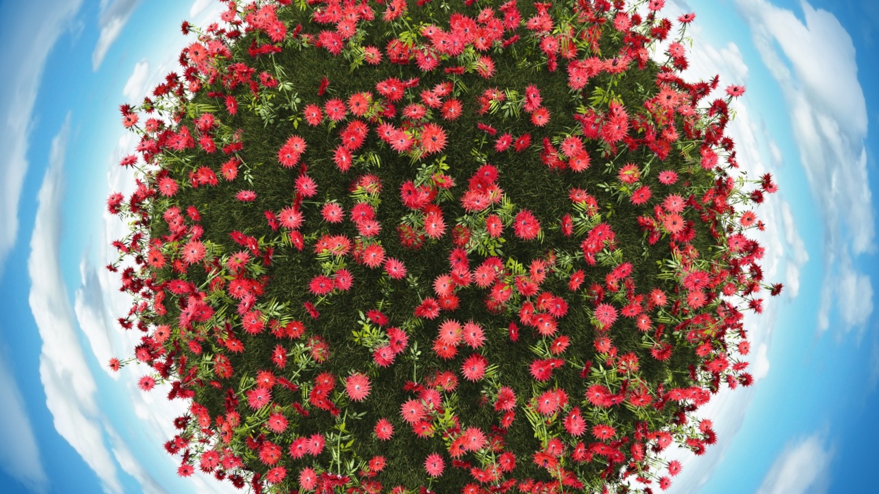 Fondo de pantalla Red Flowers 1280x720
