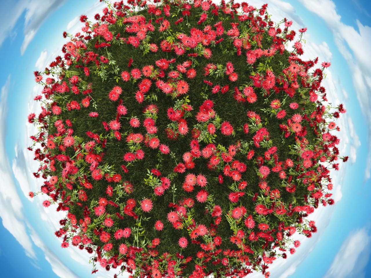 Red Flowers wallpaper 1280x960