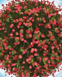 Das Red Flowers Wallpaper 128x160