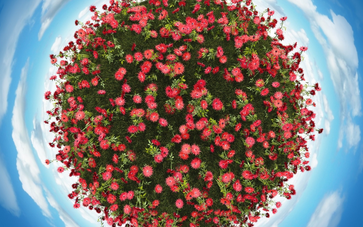Das Red Flowers Wallpaper 1440x900