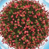 Das Red Flowers Wallpaper 208x208