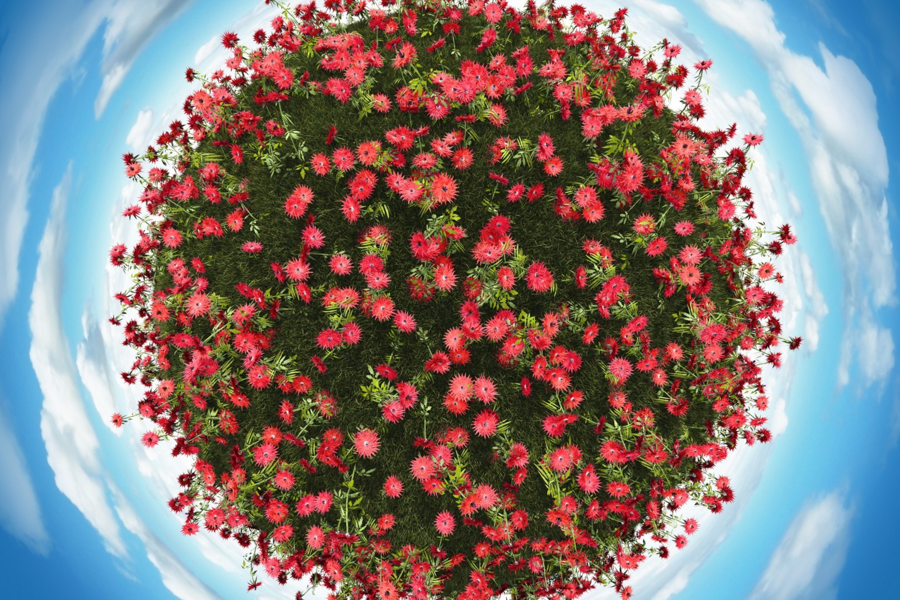 Sfondi Red Flowers 2880x1920