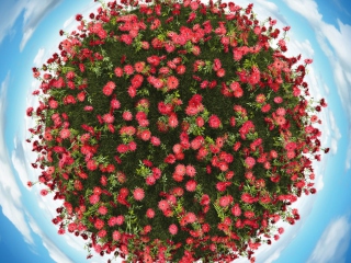 Das Red Flowers Wallpaper 320x240