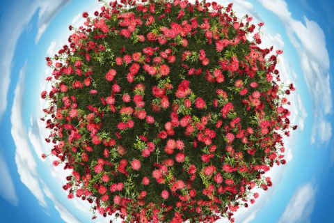 Das Red Flowers Wallpaper 480x320