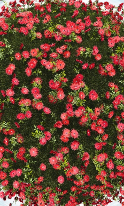 Fondo de pantalla Red Flowers 480x800