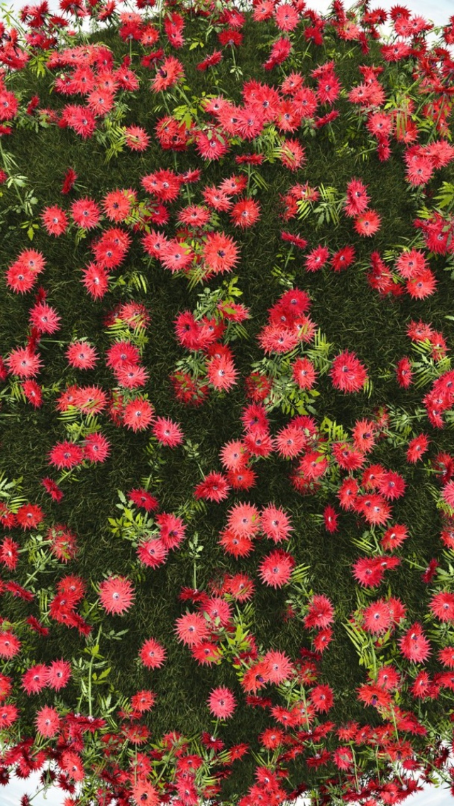 Red Flowers wallpaper 640x1136