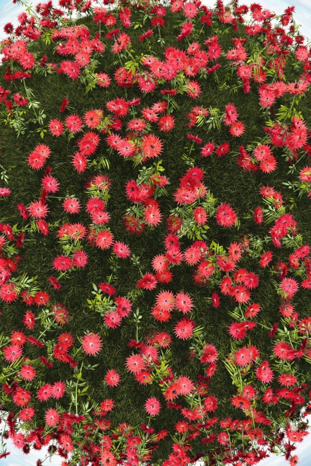 Red Flowers wallpaper 640x960