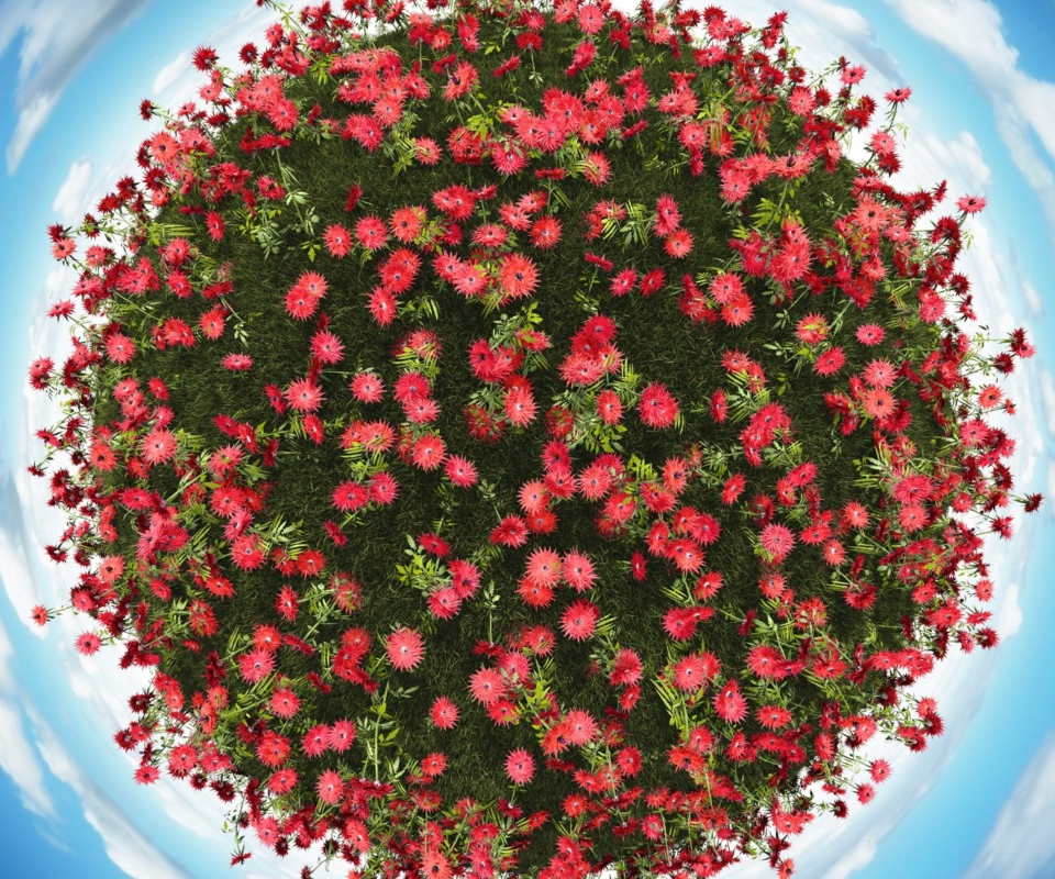 Das Red Flowers Wallpaper 960x800