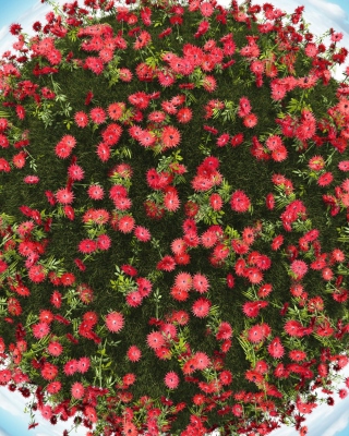 Red Flowers Background for 640x1136