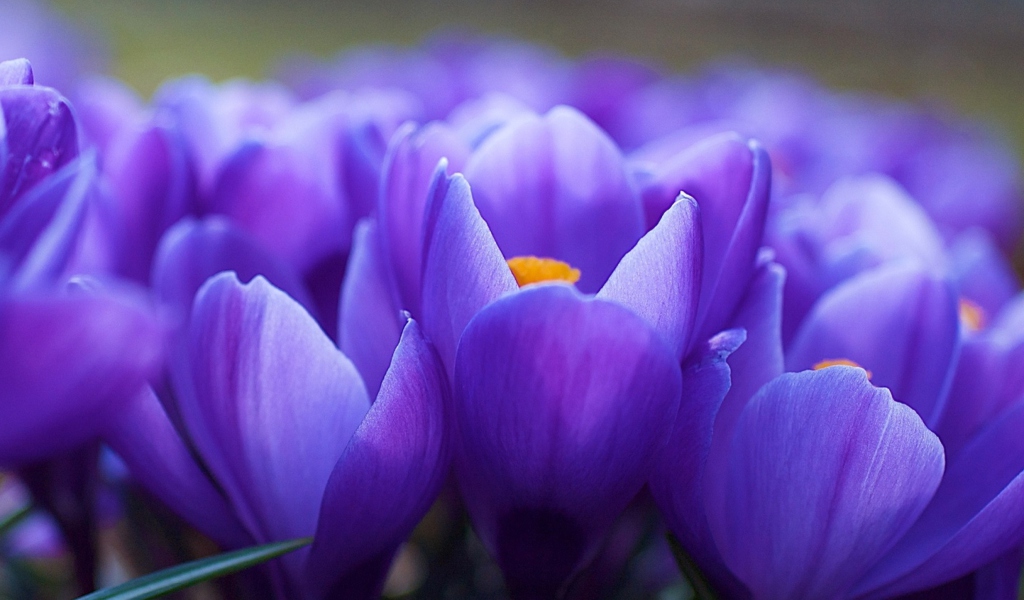 Blue Flowers Macro wallpaper 1024x600