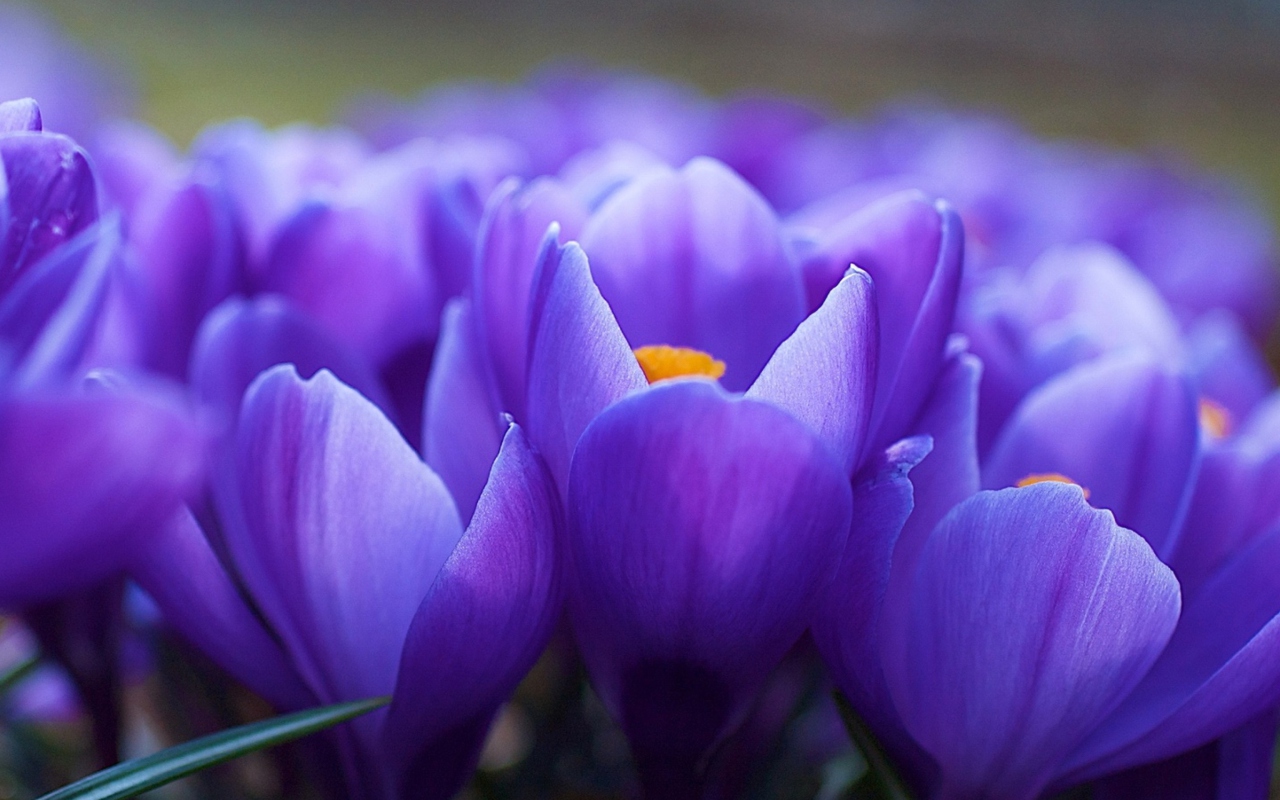 Screenshot №1 pro téma Blue Flowers Macro 1280x800