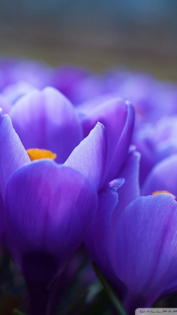 Fondo de pantalla Blue Flowers Macro 360x640