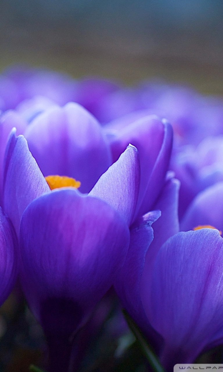 Blue Flowers Macro wallpaper 768x1280