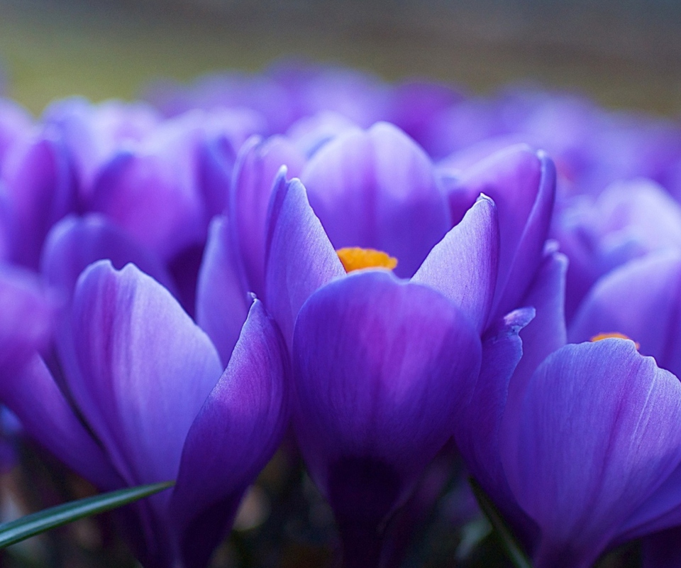 Screenshot №1 pro téma Blue Flowers Macro 960x800