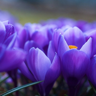 Blue Flowers Macro sfondi gratuiti per iPad Air