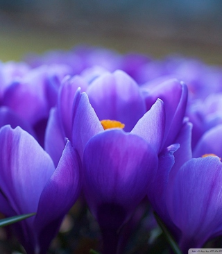 Blue Flowers Macro Wallpaper for iPhone 6 Plus