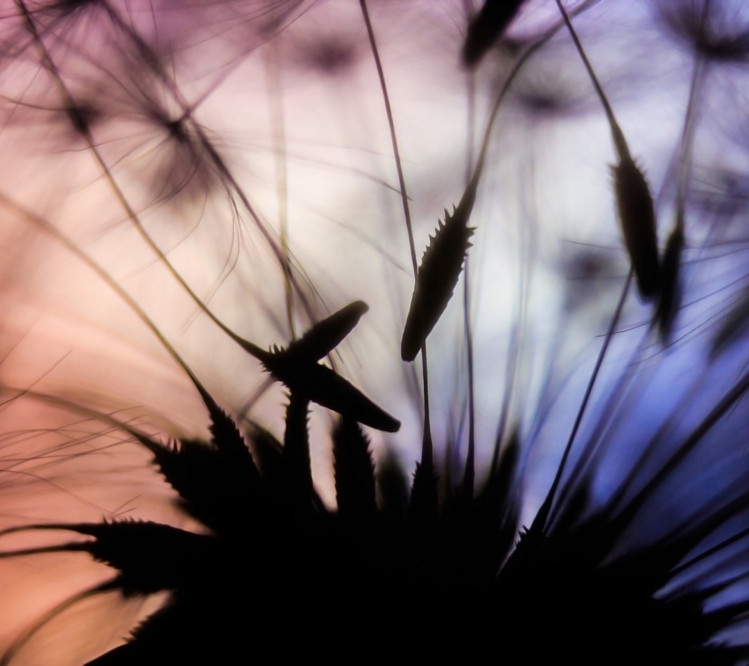 Fondo de pantalla Dandelion Parachutes Macro 1080x960