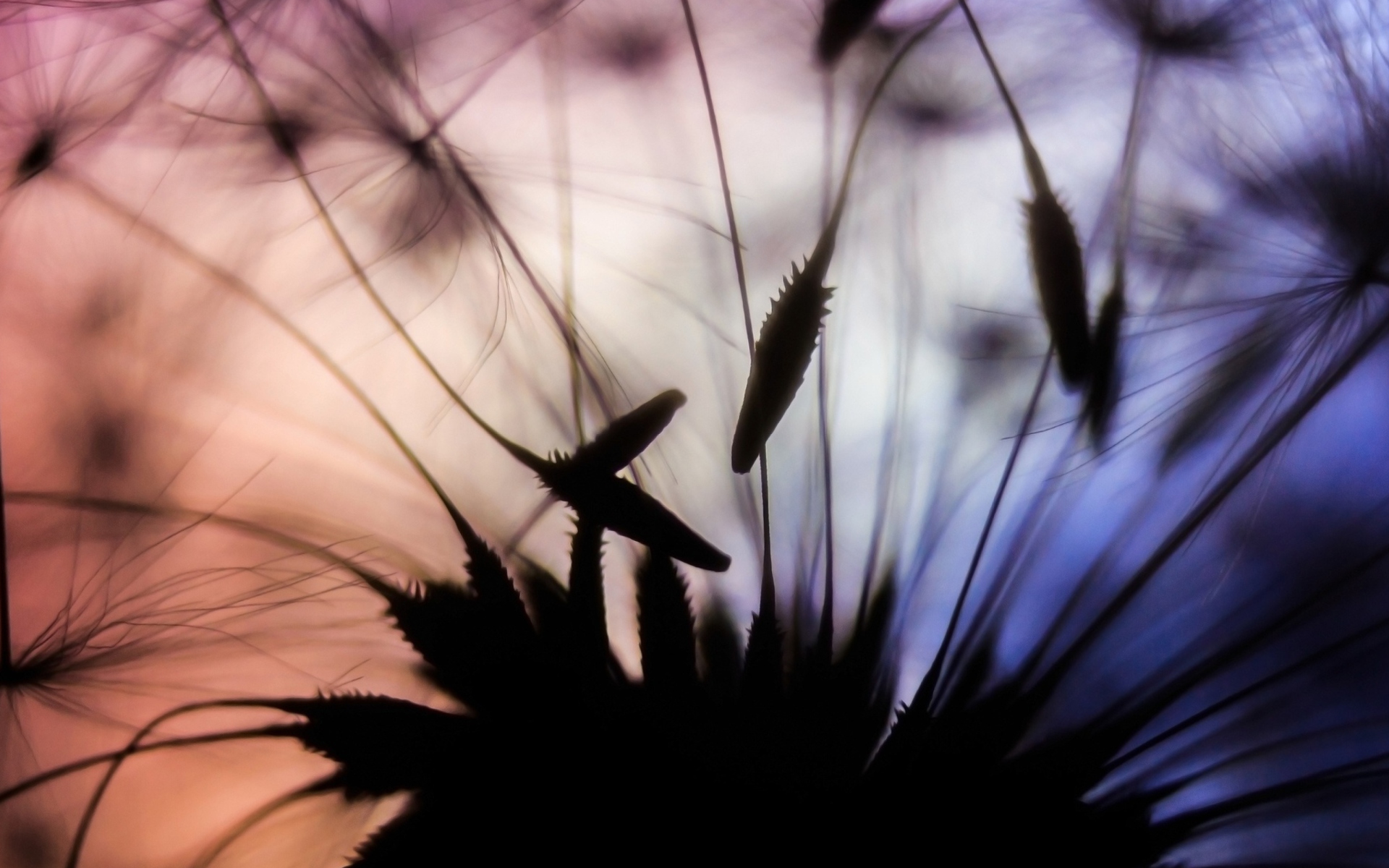 Dandelion Parachutes Macro wallpaper 1920x1200