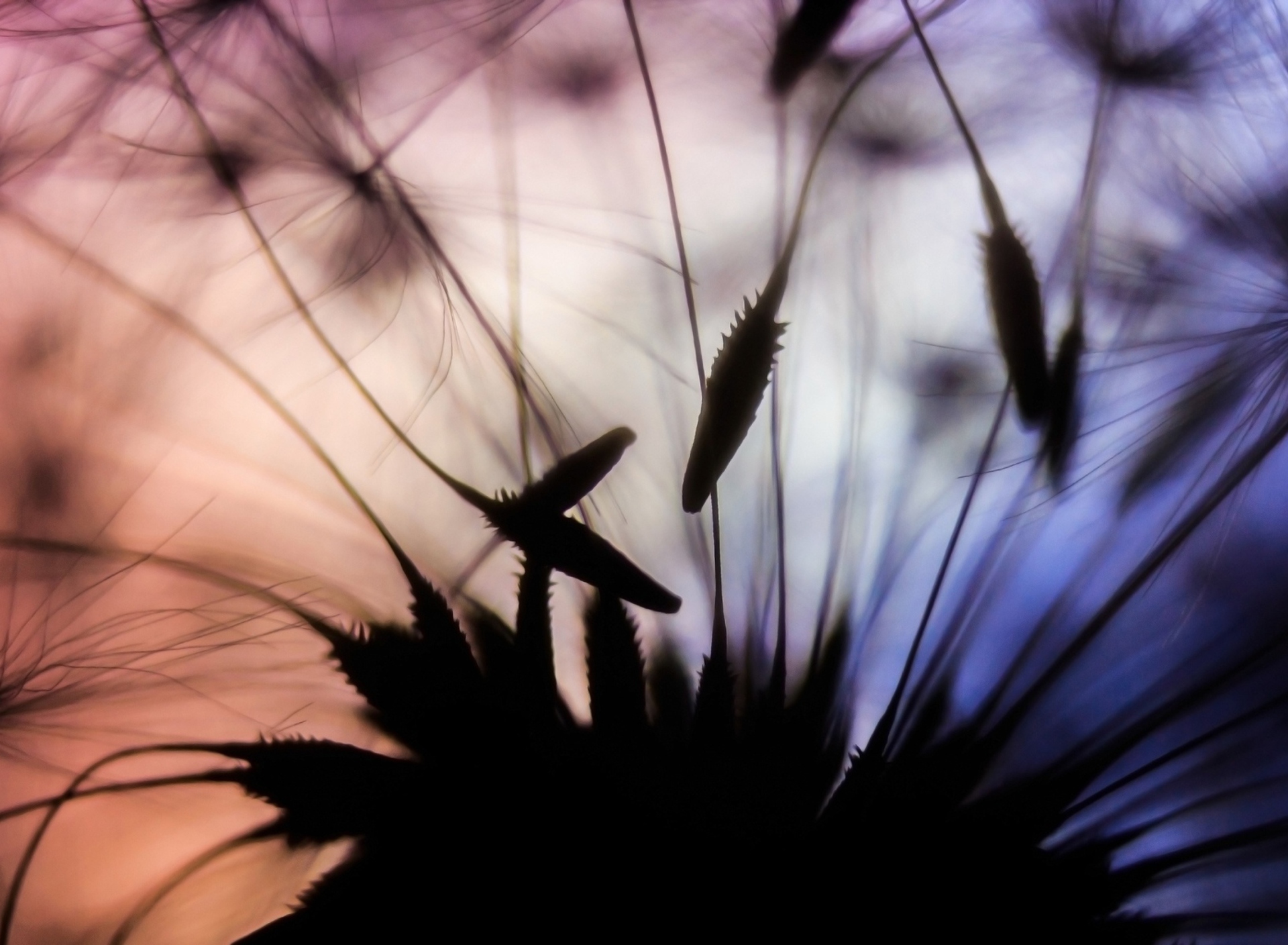 Dandelion Parachutes Macro screenshot #1 1920x1408