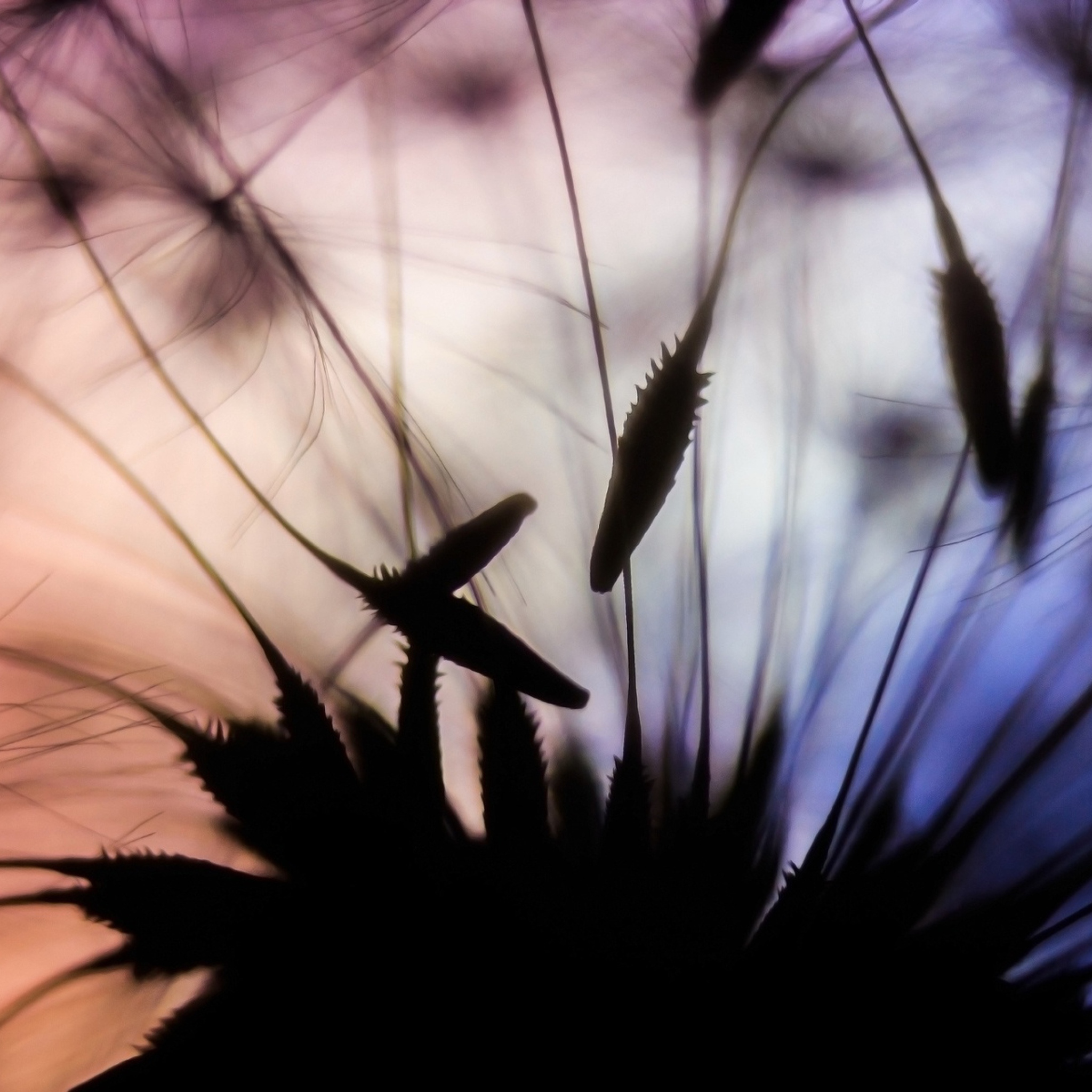 Sfondi Dandelion Parachutes Macro 2048x2048