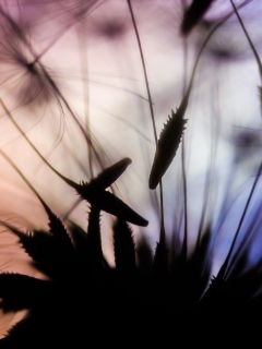 Fondo de pantalla Dandelion Parachutes Macro 240x320