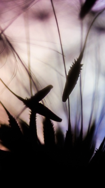 Sfondi Dandelion Parachutes Macro 360x640