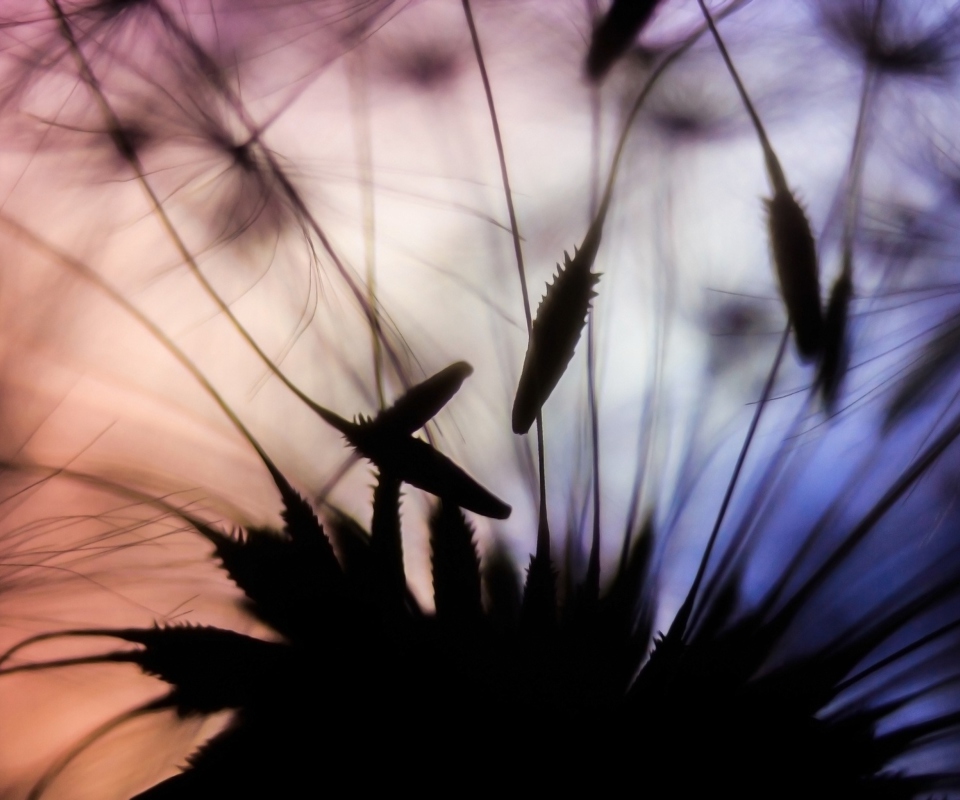 Обои Dandelion Parachutes Macro 960x800